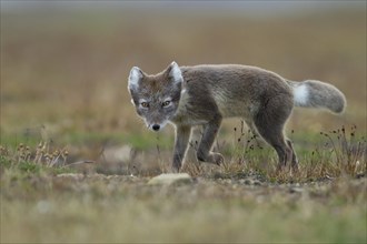 Arctic fox (Vulpes lagopus) stalking