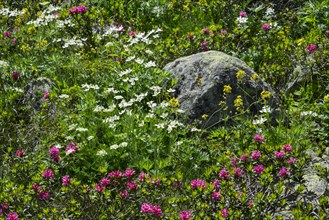 Hairy Alpenrose (Rhododendron hirsutum)