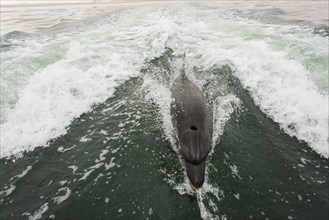 Bottlenose dolphin (Tursiops truncatus) in Walvis Bay