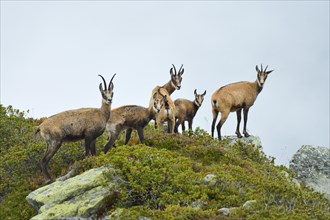 Group chamois (Rupicapra rupicapra) with pups