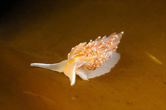 Opalescent Sea Slug (Hermissenda crassicornis)