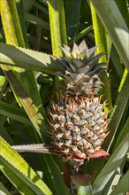 Hawaiian pineapple (Ananas sp.)