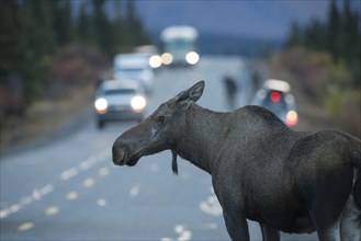 Moose (Alces alces) on road