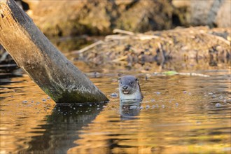 European otter (Lutra lutra) in water