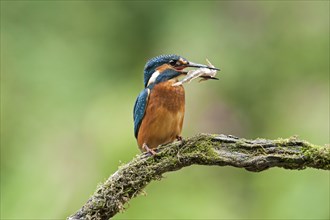 Kingfisher (Alcedo atthis) with fish