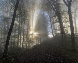 Sun rays in foggy mountain forest