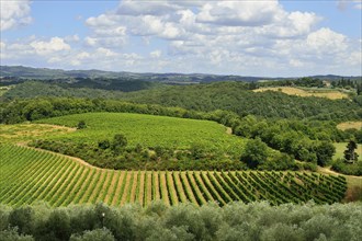 Landscape with vineyards