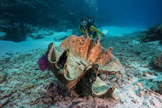 Diver looking at a dead Maxima Clam or Small Giant Clam (Tridacna maxima)
