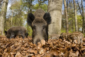 Wild boar (Sus scrofa) in spring in the woods