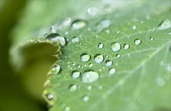 Drops of water on Lady's mantle (Alchemilla)