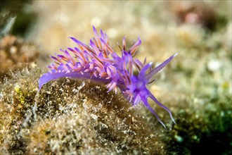 Violette sea slug (Flabellina affinis)