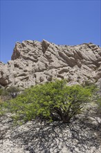 Acacia shrub and geological formations of a dry lake bed in the Monument Natural Angastaco
