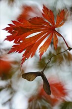 Autumn leaves of the Downy Japanese Maple (Acer japonicum 'Aconitifolium')