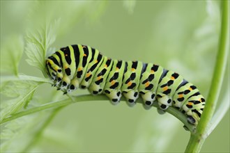 Caterpillar of an Old World Swallowtail (Papilio machaon)