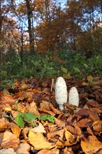 Shaggy Ink Caps (Coprimus comatus) in autumnally coloured forest