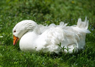 White goose (Anser anser formes domestica) on meadow