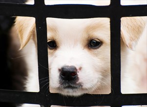 Puppy behind bars