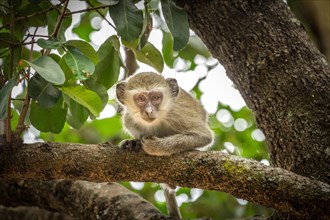 Vervet Monkey (Chlorocebus pygerythrus) sitting on a branch bent forward