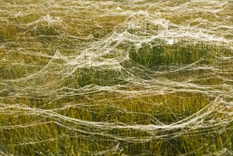 Cobwebs on a meadow