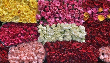 Freshly cut roses in various colours