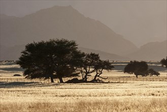 Camel Thorn trees (Vachellia erioloba) in grasslands