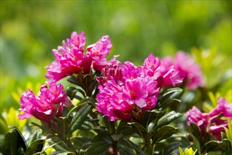 Hairy Alpenrose (Rhododendron hirsutum)