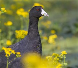 American Coot (Fulica americana) in a swamp amongst yellow spring flowers