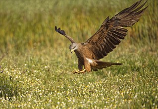 Black kite (Milvus migrans) landing approach over meadow