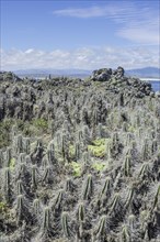 Cacti covered in lichen on Damas Island