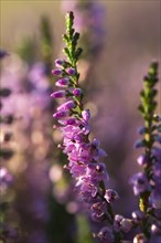 Blooming Heather (Calluna vulgaris) with dewdrops in the morning sun