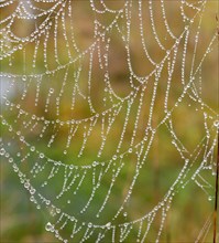 Orb web of a Garden Cross Spider (Araneus diadematus) with dew drops