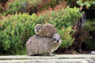 Rock Hyrax (Procavia capensis) adult female with young on back