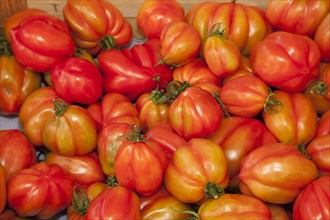 Tomatoes (Solanum lycopersicum)