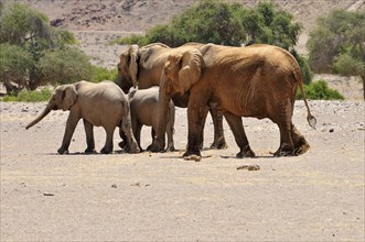 Group of the rare Namibian Desert Elephant (Loxodonta africana)