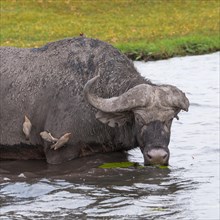 Old Cape buffalo (Syncerus caffer) with a blind eye and lost horn drinking in the river
