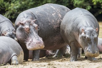 Hippopotamuses (Hippopotamus amphibius)