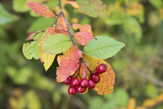 Berries on alder buckthorn (Frangula alnus)