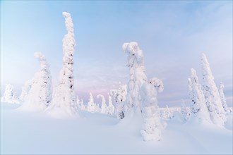 Snow-covered spruce trees