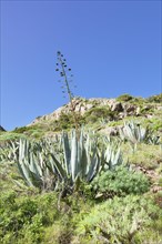 Cacti landscape with agave