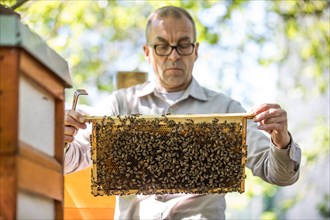 Beekeeper examines a honeycomb with honey bees (Apis) at his stock