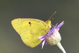 Pale Clouded Yellow (Colias hyale) on a flower