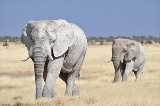 Two African Elephant bulls (Loxodonta africana)