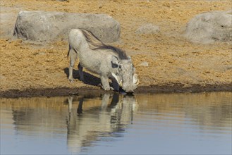 Warthog (Phacochoerus africanus) drinking at a waterhole