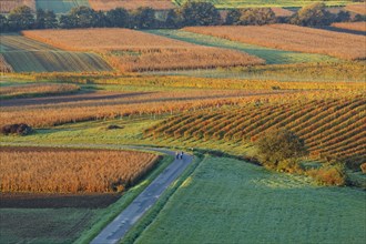 Vineyards in autumn