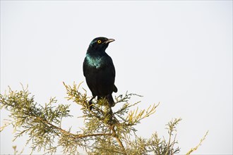 Greater Blue-eared Starling (Lamprotornis chalybaeus) perching on Tamarisk