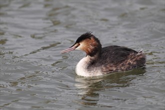 Great Crested Grebe (Podiceps cristatus) swimming in the water
