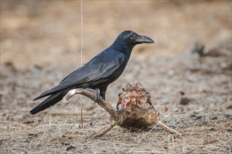 Carrion Crow (Corvus corone) on the skull of a Chital or Cheetal (Axis axis)