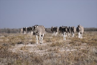 Herd of Burchell's Zebras (Equus burchellii)