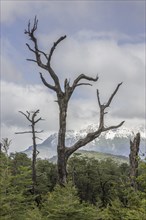 Snow-covered mountains and a dead tree