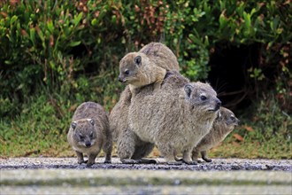 Rock Hyrax (Procavia capensis) adult female with three young